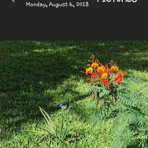 💖Pride of Barbados 🌸